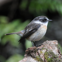 Reunion Stonechat